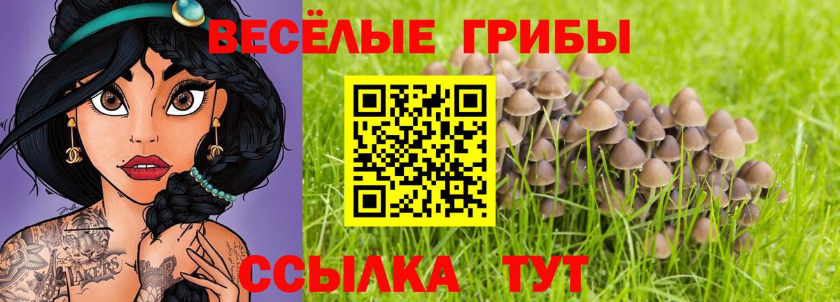 Каменск-Шахтинский  Галлюциногенные грибы Psilocybe  Вход с VPN 